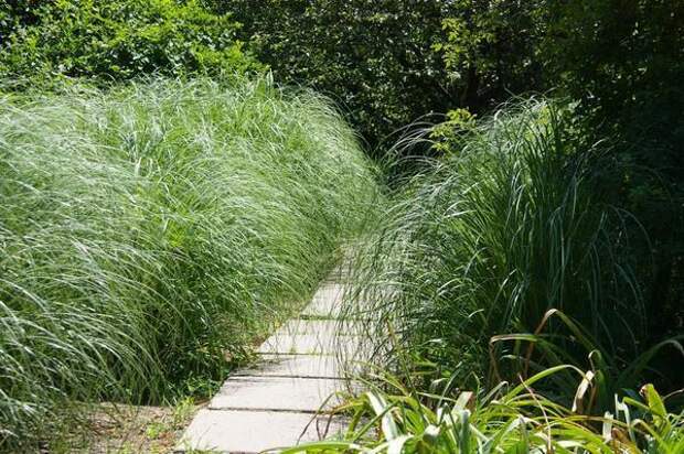Дорожка в обрамлении пампасной травы. Фото автора