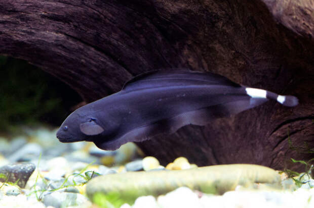 Московские океанариумы