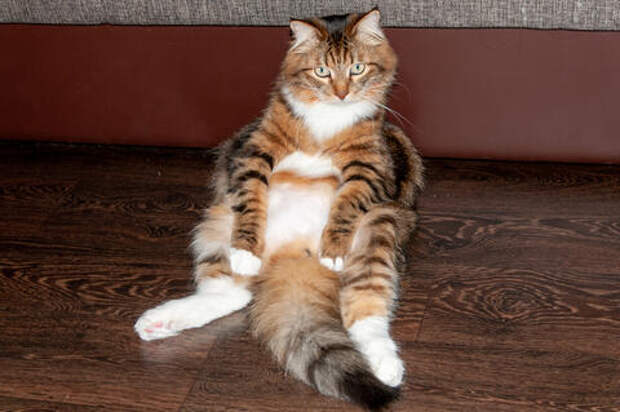 Кот в барабане: пенсионерка случайно постирала своего питомца вместе со шторами