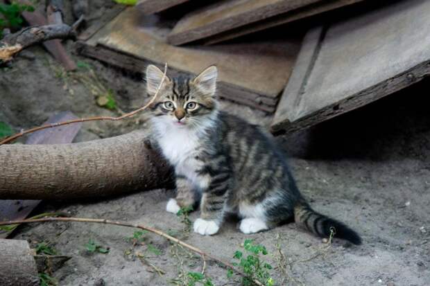 Пушистые дворовые котята разного окраса, ДР - май 2012: kiev_pets ...