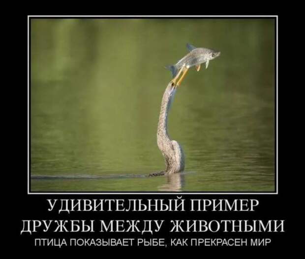 Демотиваторы. Подборка chert-poberi-dem-chert-poberi-dem-05030919052020-5 картинка chert-poberi-dem-05030919052020-5