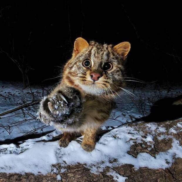 С Новым Годом тебя