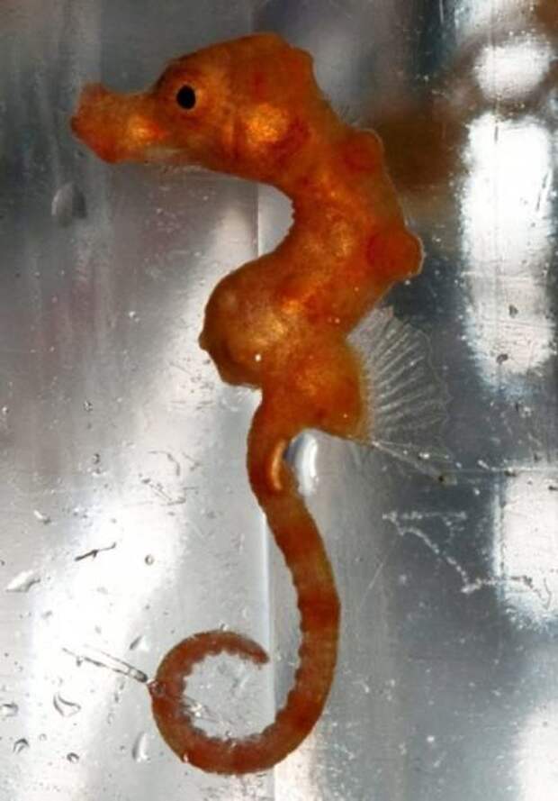 Микроконьки Hippocampus denise (лат. Hippocampus denise) (англ. Denise pygmy sea horse)