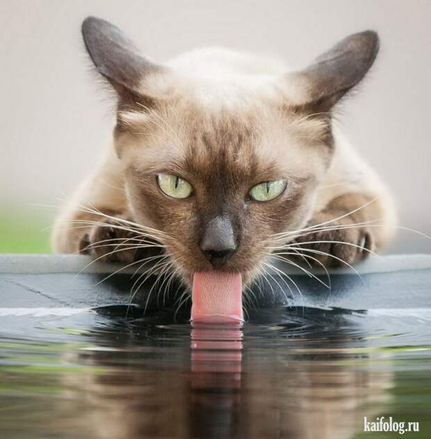 Смешные котики (55 фото)