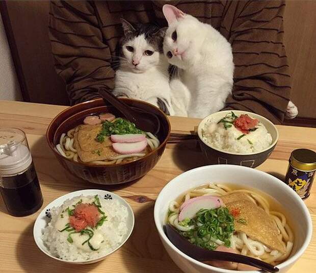 18 кошек доказывающих, что любить может каждый кошки которые умеют любить, кошачья любовь