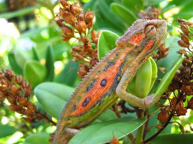 chameleons02 Самые колоритные хамелеоны