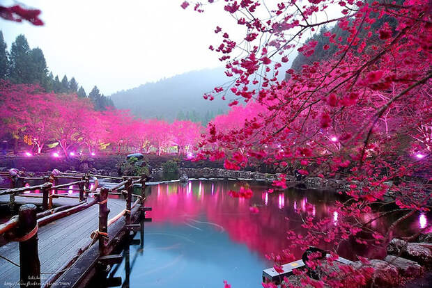 Удивительный фестиваль цветения вишни - "Cherry Blossom" (Вишнёвый цвет) в Тайване.