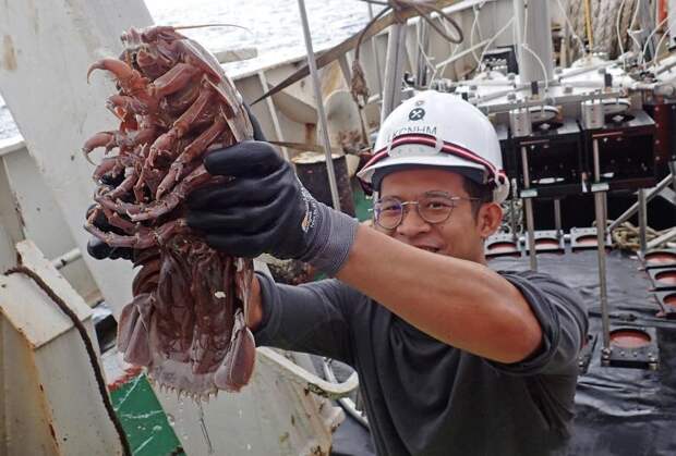 На фото - гигантский морской таракан длиной 30 см, которого специалисты окрестили "Дарт Вейдер Изопод" ynews, интересно, исследования, морские животные, морские существа, новости, фото, экспедиция