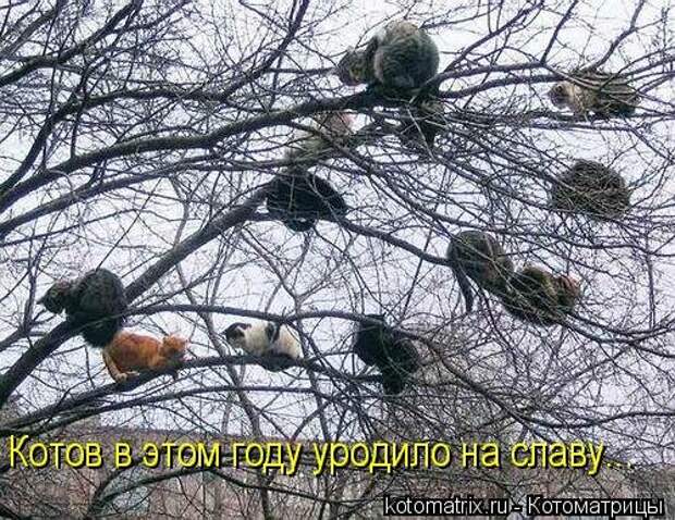 Лучшая котоматрица недели (16 фото)