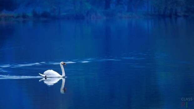 Одинокий лебедь на воде