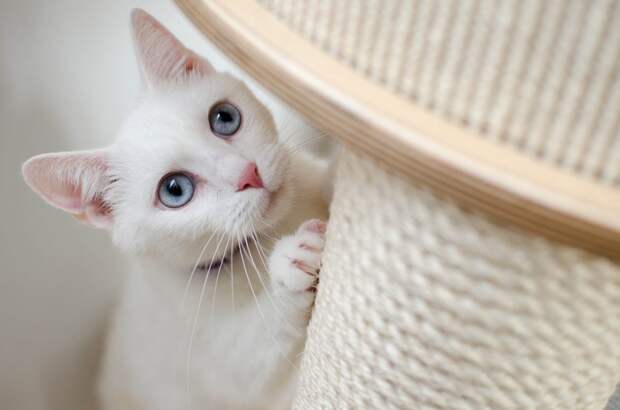 Фото: pixabay.com