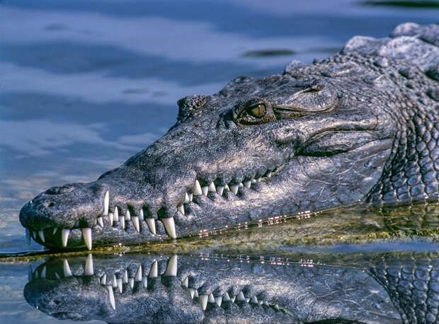 Крокодил атаковал и съел подростка, пытавшегося доплыть до берега в Австралии