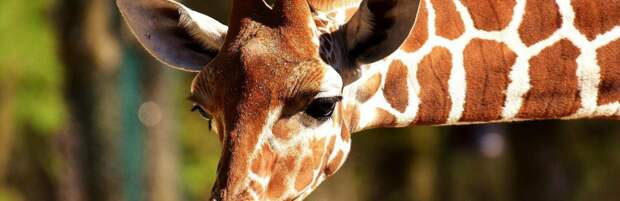 В зоопарке Ташкента скончался жираф, привезенный из Алматы