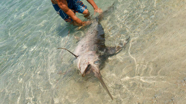 Мужчины пять часов сражались с 200-килограмовой рыбой-мечом