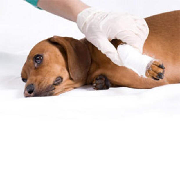 лечение рваных ран  у собак 