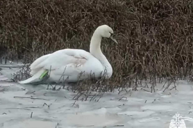 Прохожие спасли примерзшего к водоему лебедя