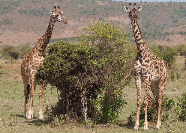 А у жирафа шея длинная. Шея жирафа. Ноги жирафа. Длинная шея жирафа. Животные копытные с длинной шеей.