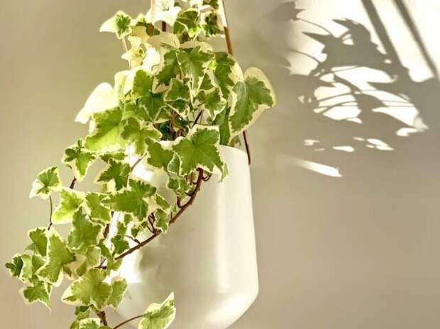 Английский плющ (Hedera helix). © indoorplantguides  📷 