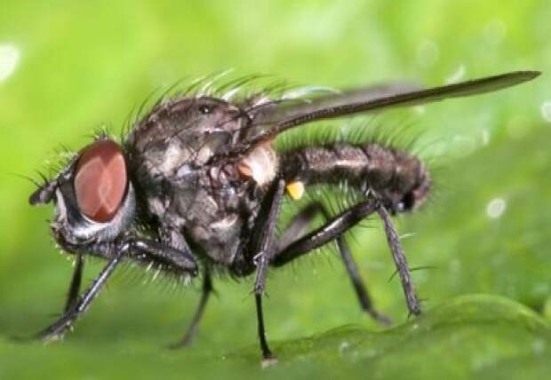 Капустная муха — серьезный враг капусты на огороде и в теплице