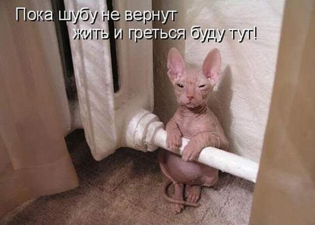 Смешные коты вновь попали в объектив фото камер