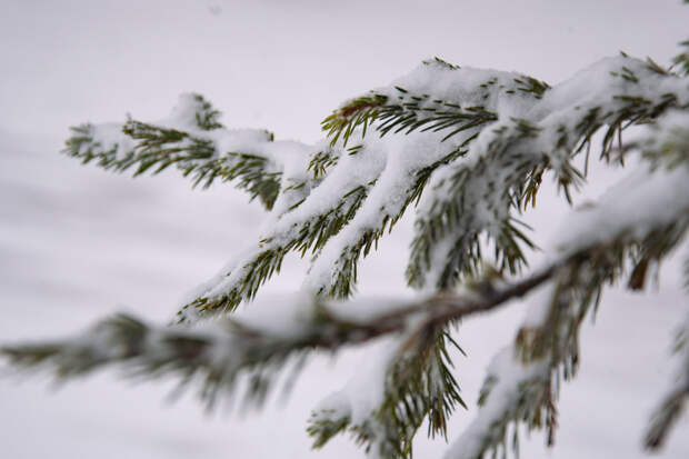 В российском регионе 25 тысяч жителей остались без света из-за снегопада
