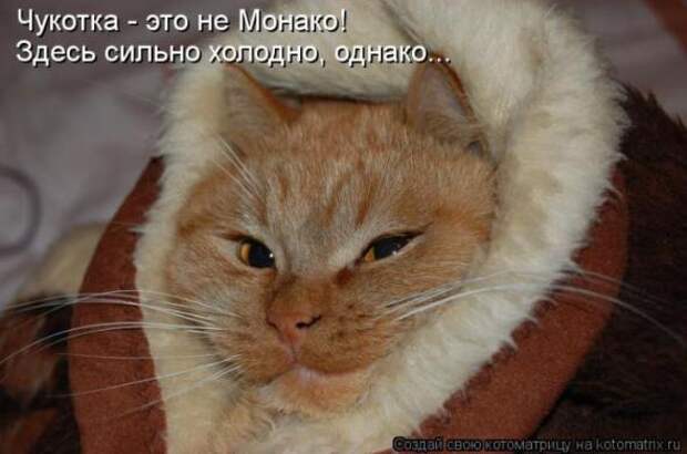 Котоматрицы(картинки с надписями)