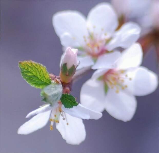 НЕЖНЕЕ НЕЖНОГО ... ФОТОГРАФ ТАТЬЯНА ОБРАЗ НЕЖНЕЕ НЕЖНОГО ... ФОТОГРАФ ТАТЬЯНА ОБРАЗ