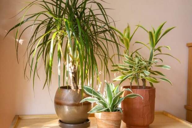 Драцена (Dracaena). © bhg  📷 