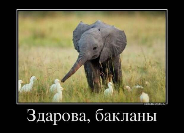 Новые демотиваторы, смешные фразы в картинках.