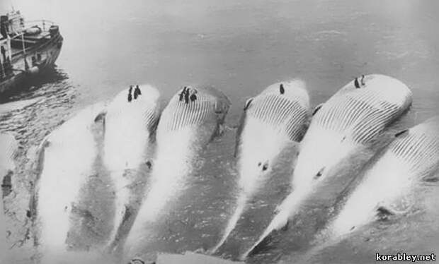 Советские китобои собирают добычу перед погрузкой на китобазу