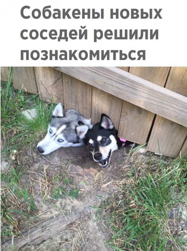 Юмор помогает пробудиться от крепкого сна