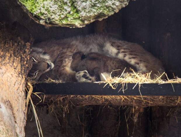 В Московском зоопарке впервые за 10 лет родились котята европейской рыси