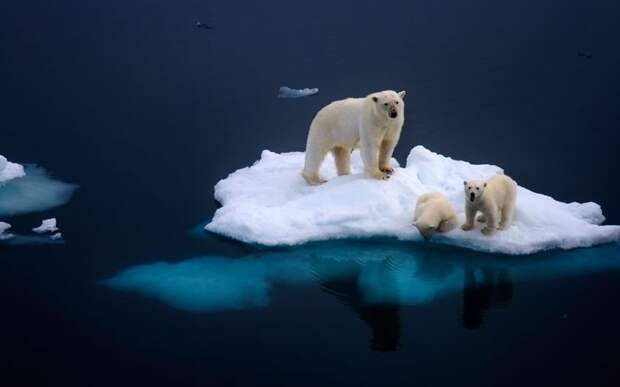 Животные в фотографиях: 11-17 июня 2012 (26 фото)