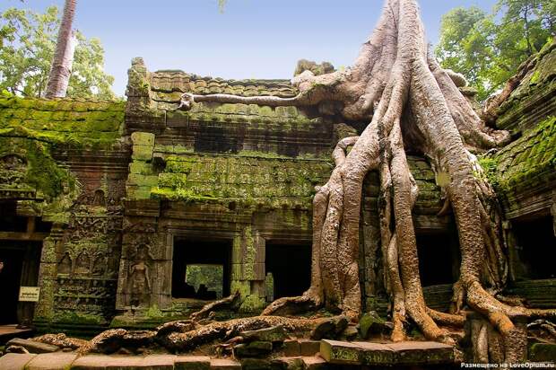 NewPix.ru - Камбоджийский храм и гигантские деревья