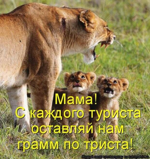 Пятничная котоматрица