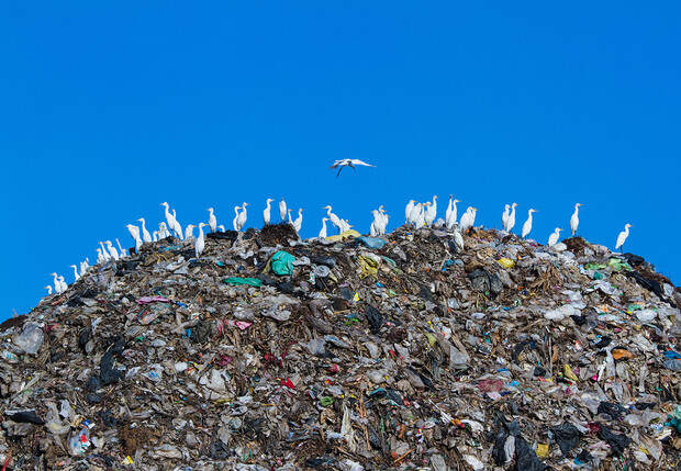 Легализация отходов: краткая история мусора от древности до наших дней