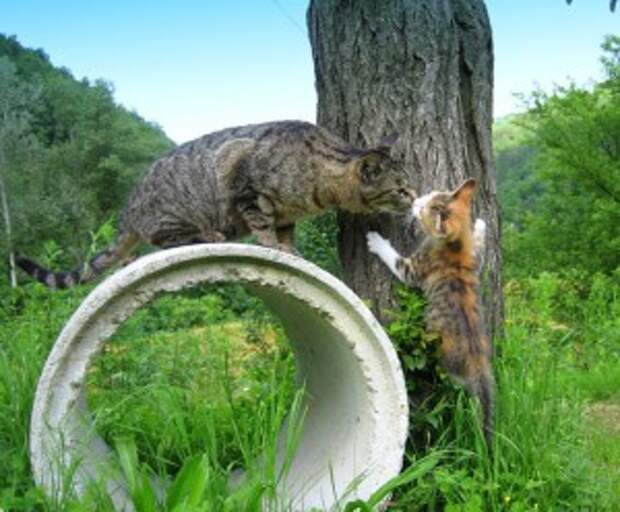 коты обнюхивают друг друга