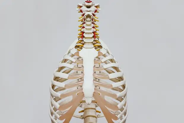 Что происходит с легкими курильщика на самом деле: самый популярный миф о курении