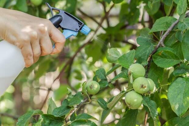 Если на яблоне был замечен монилиоз, опрыскивание био-фунгицидами можно проводить не менее чем за двадцать дней до сбора урожая