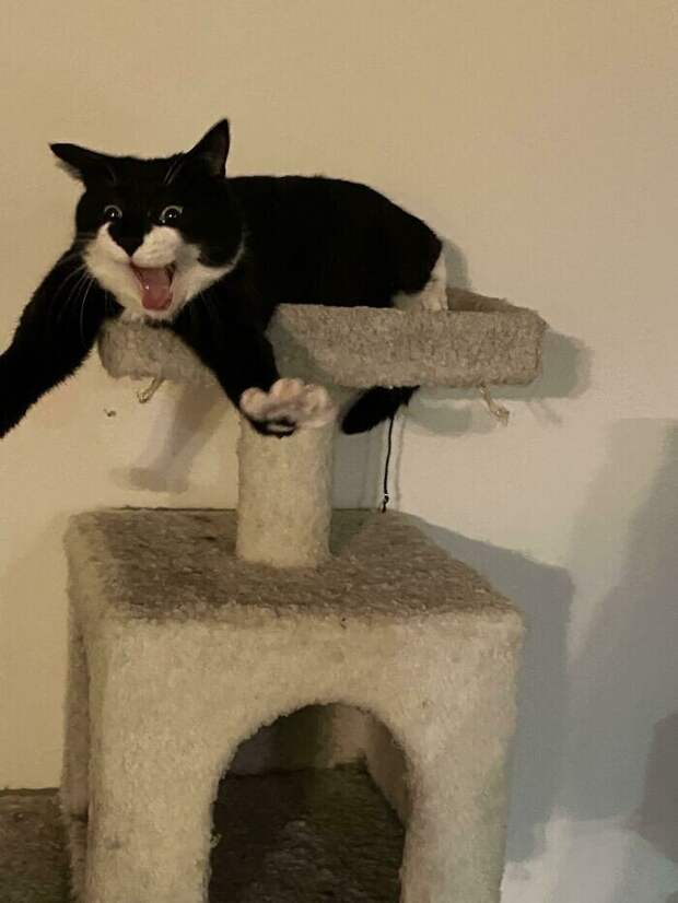 Уморительные котейки, которые сломались