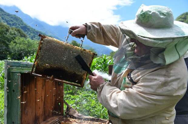 Чем злее пчёлы, тем больше мёда они производят.