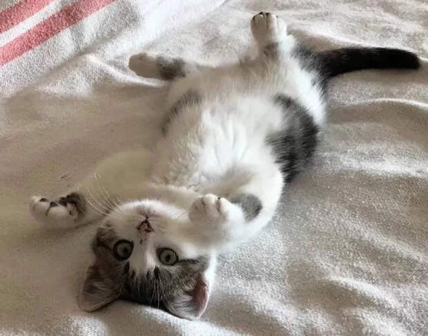 Без кота и жизнь не та