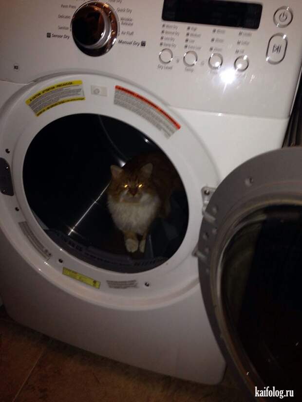 Смешные котики (55 фото)