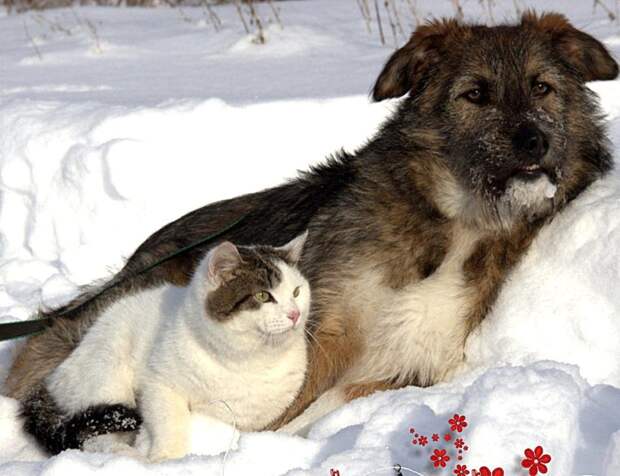 Неразлучные кот с собакой из Уфы после всех испытаний обрели новую семью