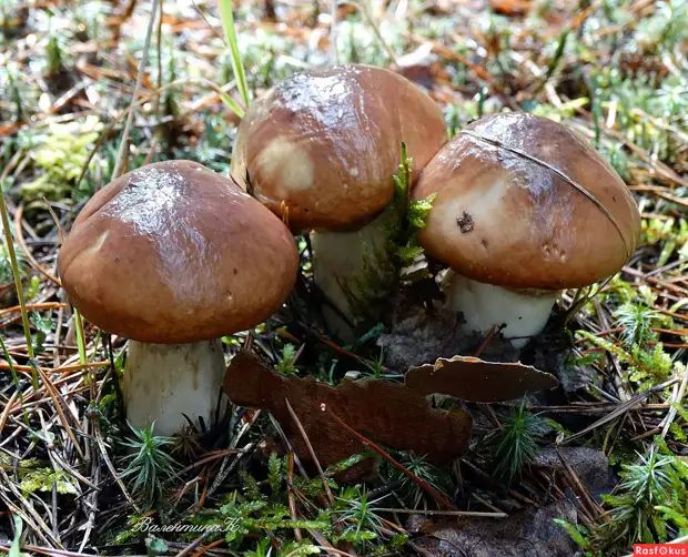 На тихую охоту за грибами. Почему их едят только в России?