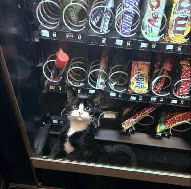 20 мест, в которых не должно было быть кота, но вот он (20 фото)