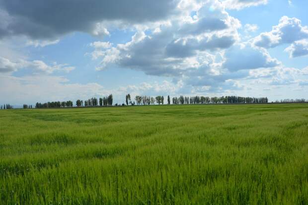 Урожай зерновых в Крыму будет зависеть от дождей в ближайшие недели
