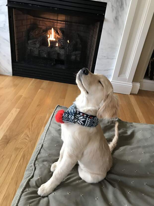My Golden Puppy Is Ready For Winter!