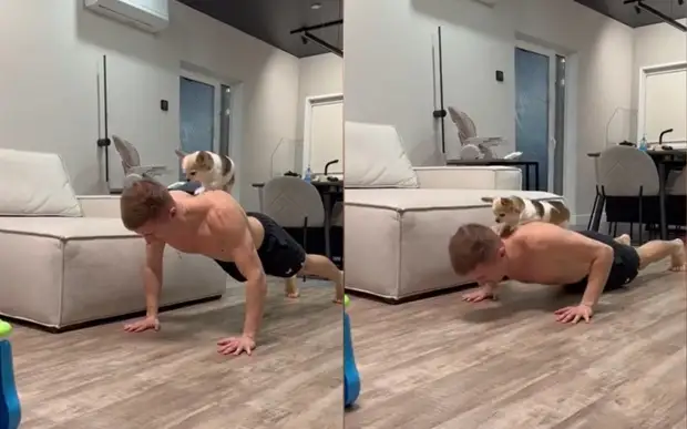 Песик стал спортивным снарядом, чтобы помочь хозяину с тренировкой