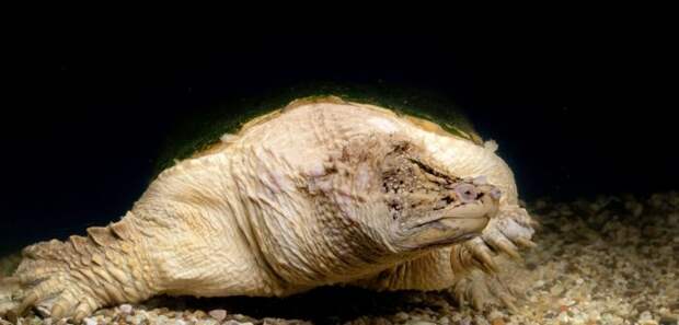 Московские океанариумы